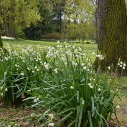 Leucojum aestivum Gravetye Giant