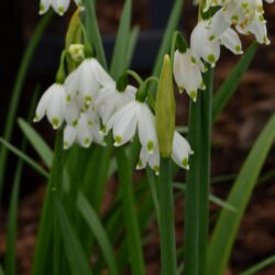 Leucojum aestivum Gravetye Giant