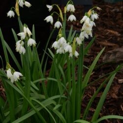 Leucojum aestivum Gravetye Giant