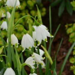 Leucojum aestivum Gravetye Giant