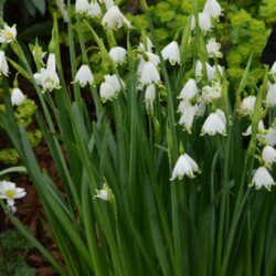 Leucojum aestivum Gravetye Giant