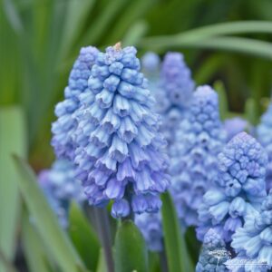 Muscari armeniacum Lady Blue 01