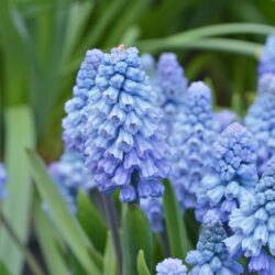 Muscari armeniacum Lady Blue