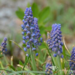 Muscari armeniacum Muscari armeniacum
