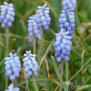 Muscari armeniacum Valerie Finnis