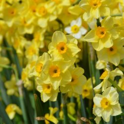 Narcissus Golden Dawn