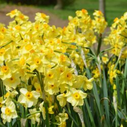 Narcissus Golden Dawn