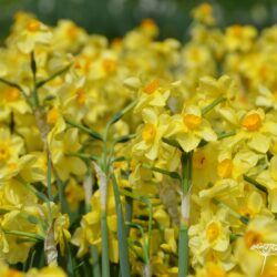 Narcissus Golden Dawn