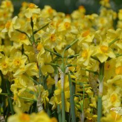 Narcissus Golden Dawn