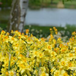 Narcissus Golden Dawn