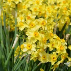 Narcissus Golden Dawn