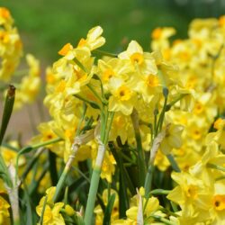 Narcissus Golden Dawn