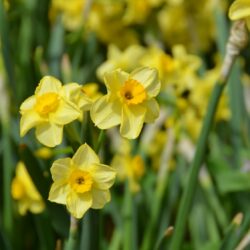 Narcissus Golden Dawn