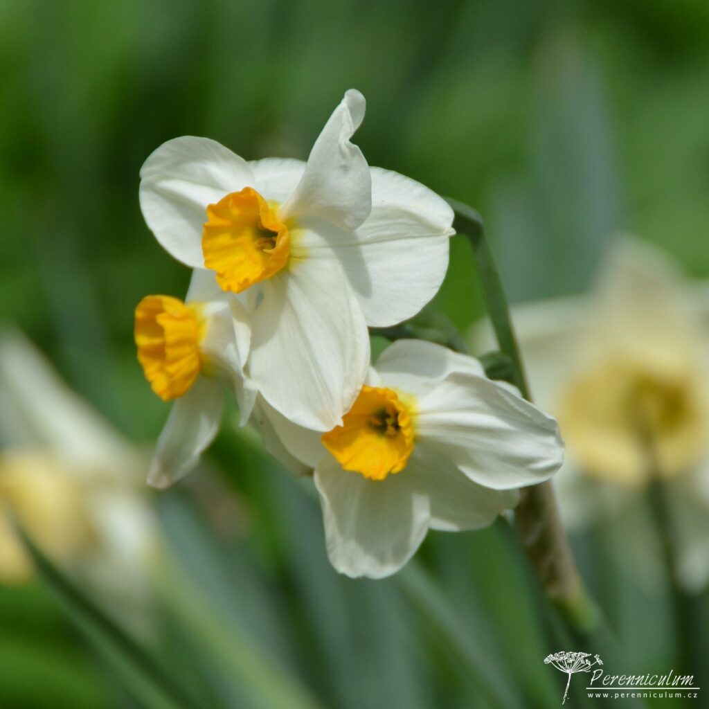 Veselé Velikonoce a barevné jarní dny 26 Narcissus Geranium