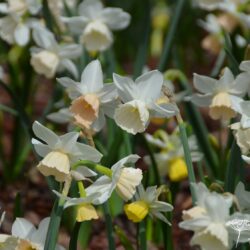 Narcissus Katie Heath