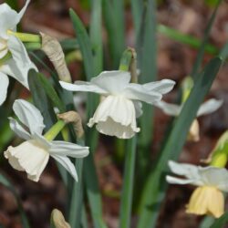 Narcissus Katie Heath