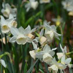 Narcissus Katie Heath
