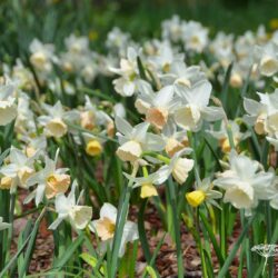 Narcissus Katie Heath