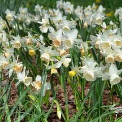 Narcissus Katie Heath