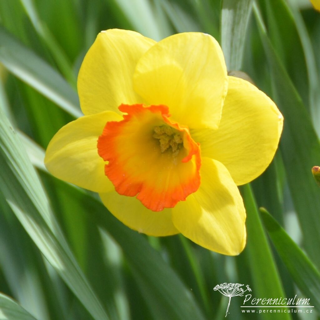 Veselé Velikonoce a barevné jarní dny 25 Narcissus Mary Bohannon