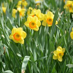 Narcissus Mary Bohannon