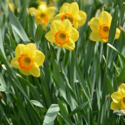 Narcissus Mary Bohannon