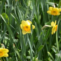 Narcissus Mary Bohannon