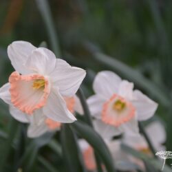 Narcissus Pink Charm