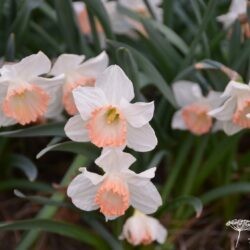 Narcissus Pink Charm