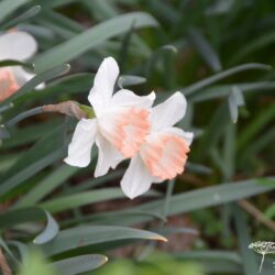 Narcissus Pink Charm