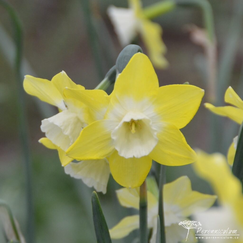 Veselé Velikonoce a barevné jarní dny 15 Narcissus Pipit