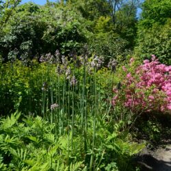 Nectaroscordum siculum