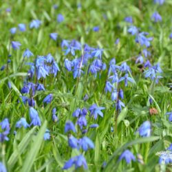 Scilla siberica