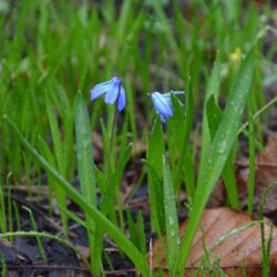 Scilla siberica