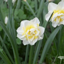 Narcissus Unique