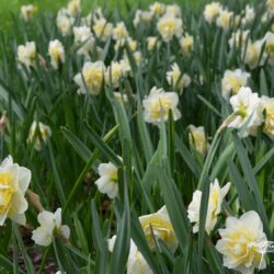 Narcissus Unique