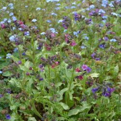 Pulmonaria Diane Clare