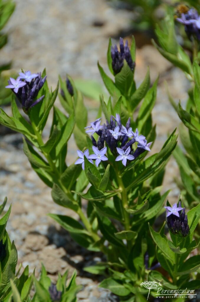Amsonia – Trvalka sezóny 2020 4 Amsonia Blue Ice