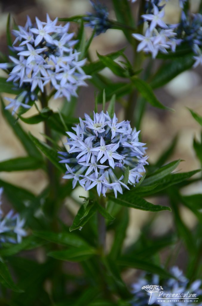 Amsonia – Trvalka sezóny 2020 5 Amsonia ciliata