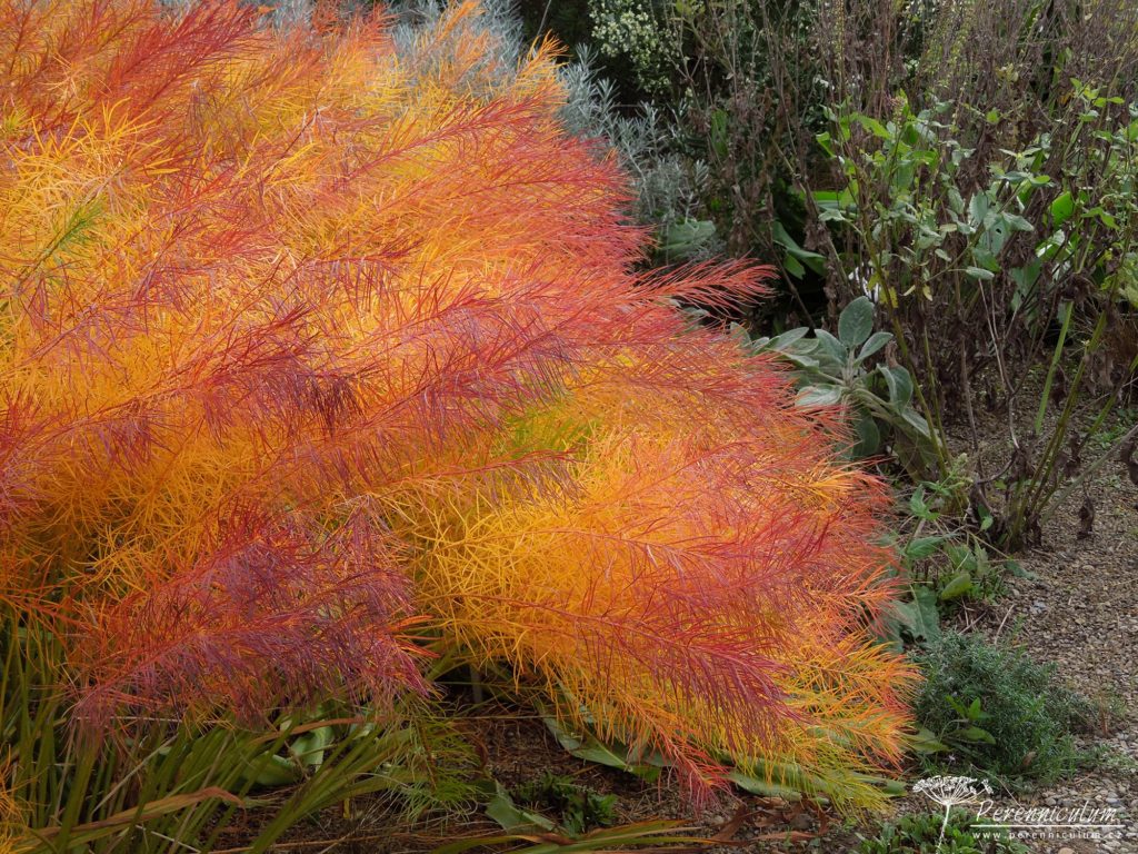Amsonia – Trvalka sezóny 2020 1 Amsonia hubrichtti podzimni zbarveni