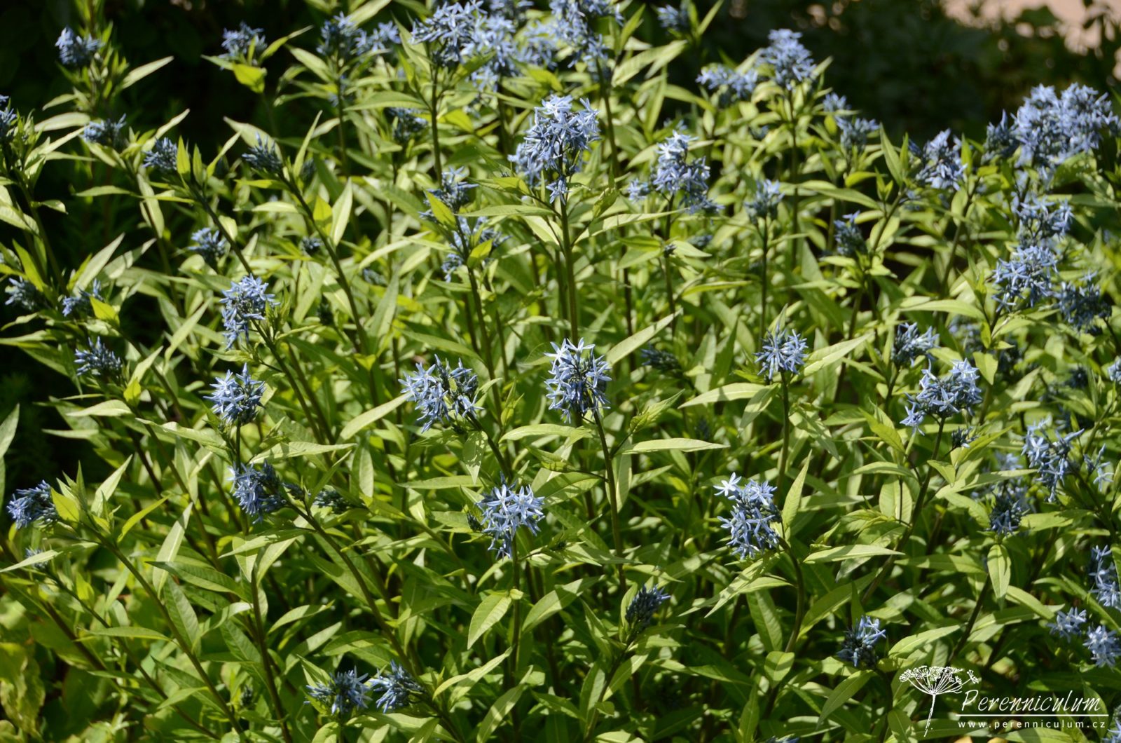 Amsonia – Trvalka sezóny 2020 8 Amsonia orientalis