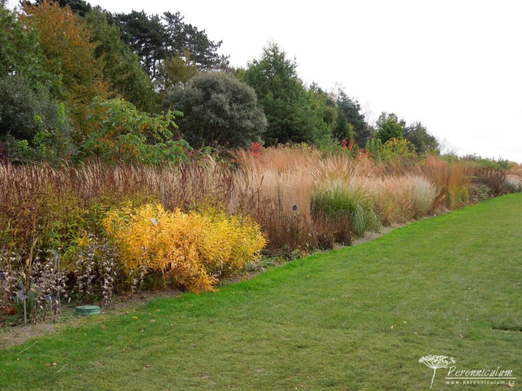 Amsonia – Trvalka sezóny 2020 2 amsonie podzimní zbarvení
