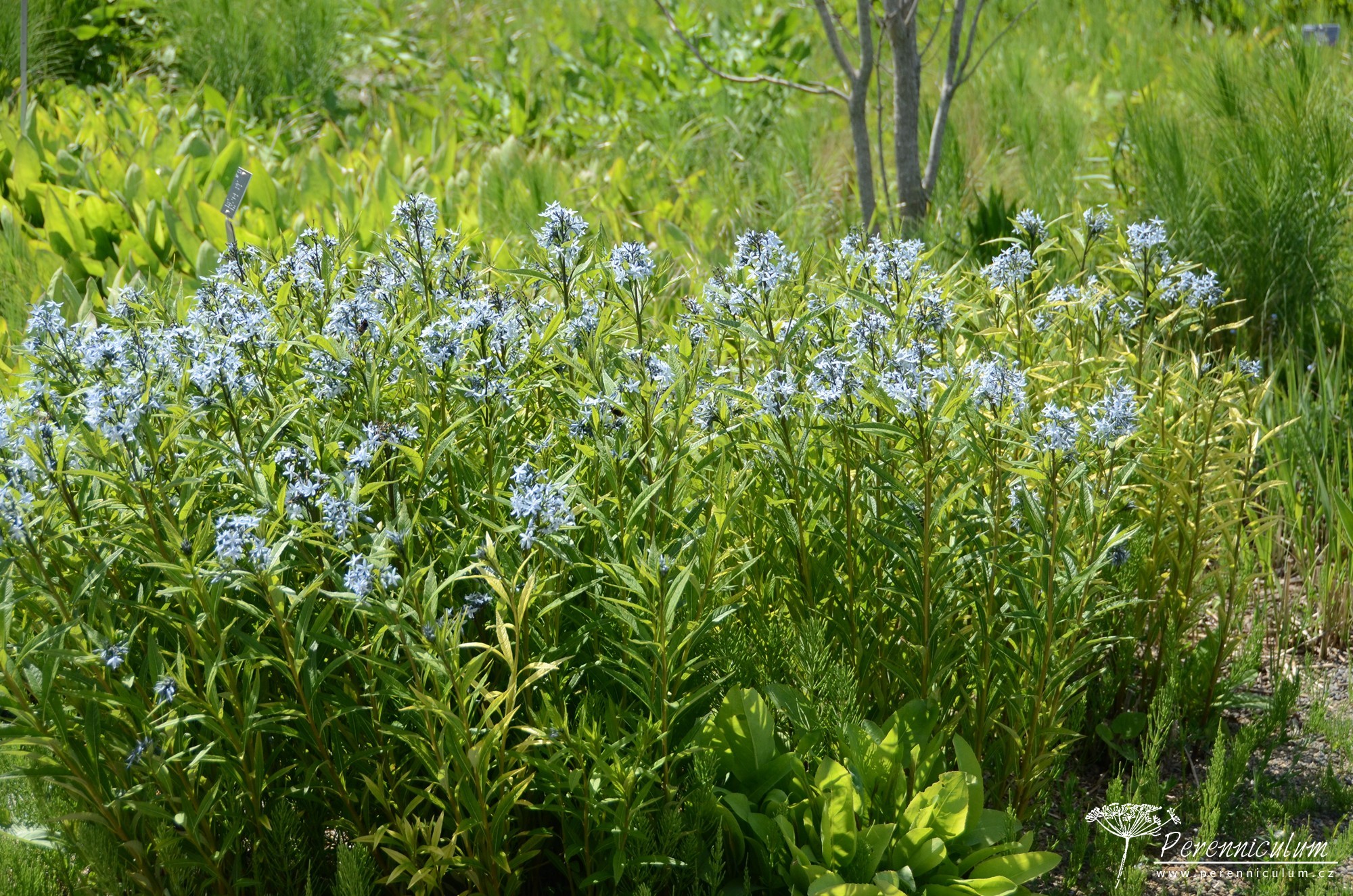 Amsonia – Trvalka sezóny 2020 6 Amsonia tabernaemontana salicifolia