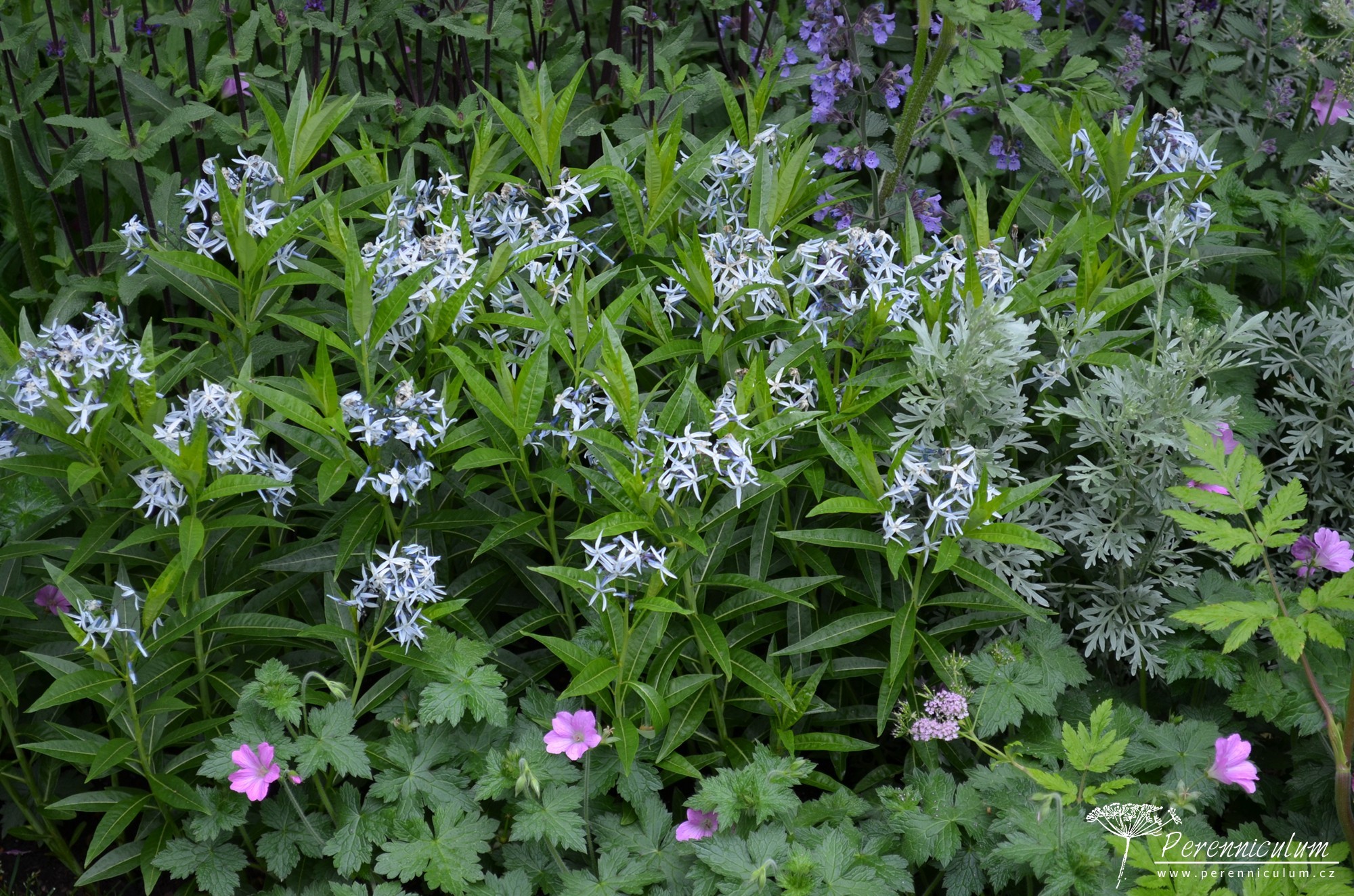 Amsonia – Trvalka sezóny 2020 7 Amsonia tabernaemontana se santami salvejemi a kakosty