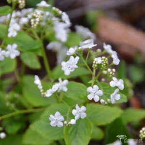 Brunnera macrophylla Betty Bowring