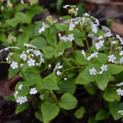 Brunnera macrophylla Betty Bowring