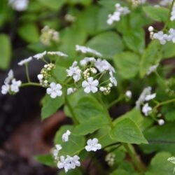 Brunnera macrophylla Betty Bowring