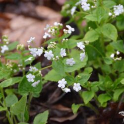 Brunnera macrophylla Betty Bowring
