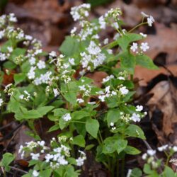 Brunnera macrophylla Betty Bowring