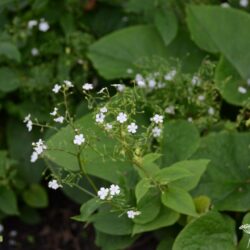 Brunnera macrophylla Betty Browning
